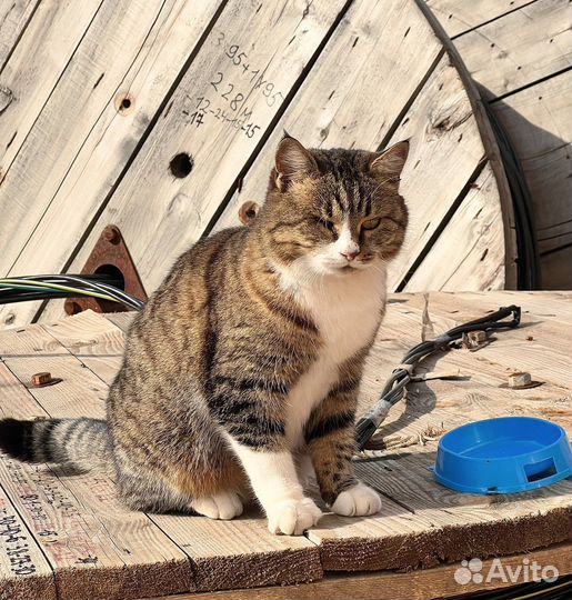 Особенная кошечка ищет дом