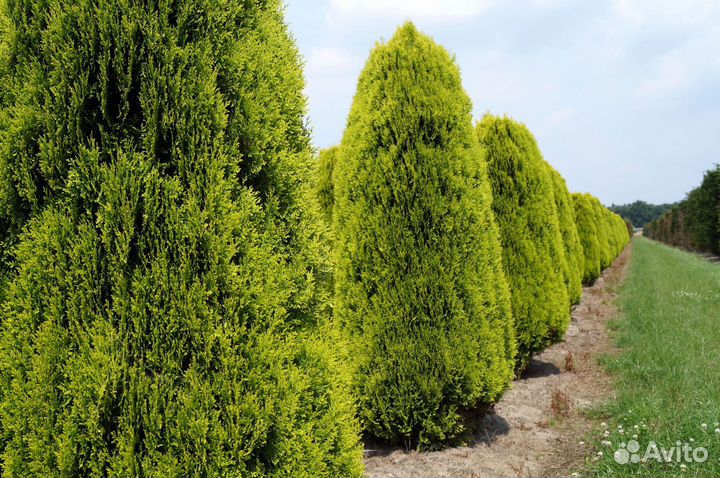 Туя екстра класса