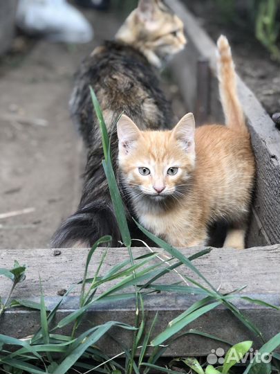 Отдадим котят в добрые руки
