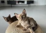 Бурманские котята, шоколадный мальчик 2,5 месяца