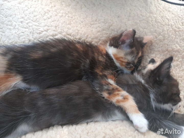 Ищу добрые руки котятам