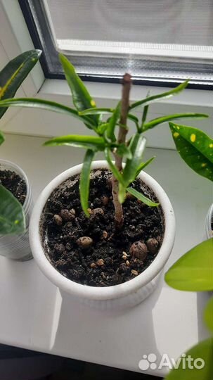 Кодиеум кротон