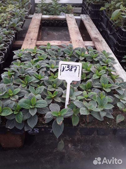 Гортензия саженцы