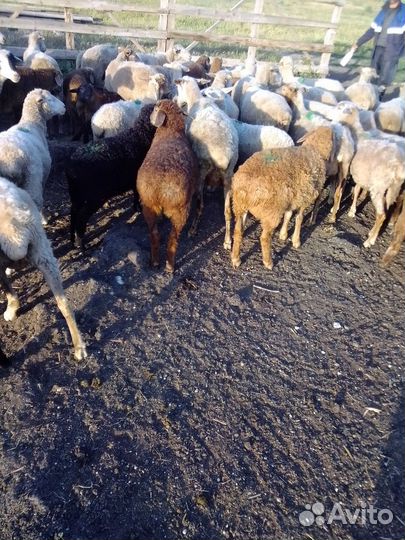 Овцы бараны ягнята