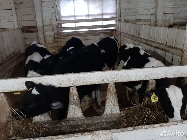 Телята телочки