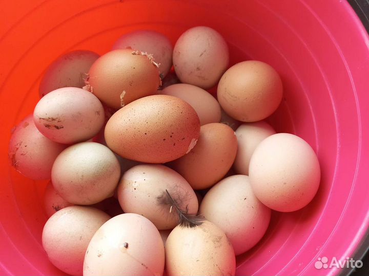 Яйцо домашнее куриное