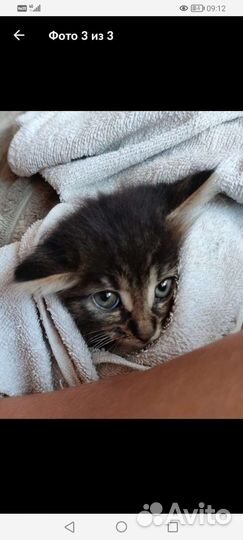 Котята в добрые руки