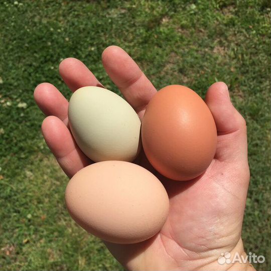 Домашние куриные яйца