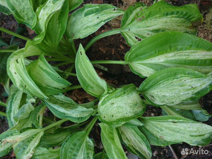 Хосты сортовые