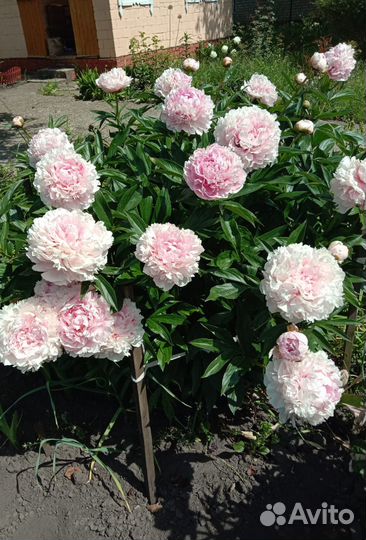 Продам пион