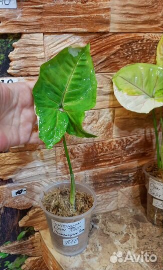 Сингониум Орм тонг