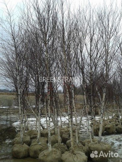 Береза Бородавчатая/500+ см о/с 20-25