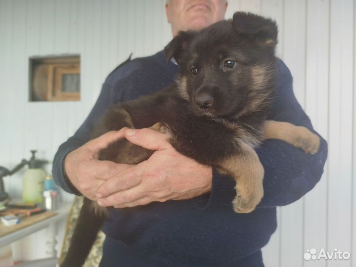 Щенок немецкой овчарки