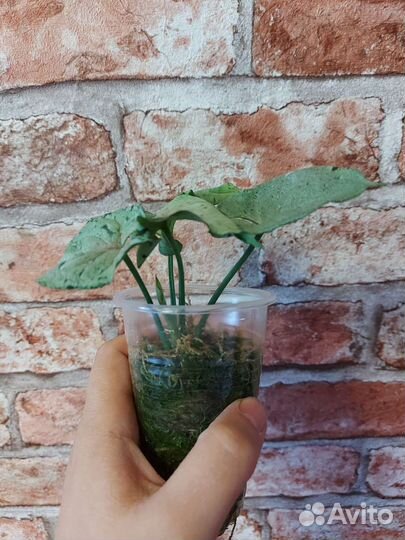 Сингониум серый призрак