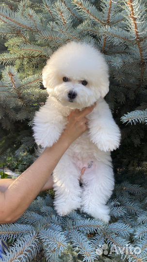 Бишон фризе девочка