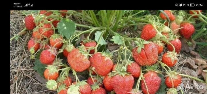 Клубника свежая выращенная в Ярославской области
