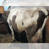 Корова на мясо