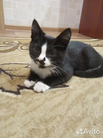 Котенок