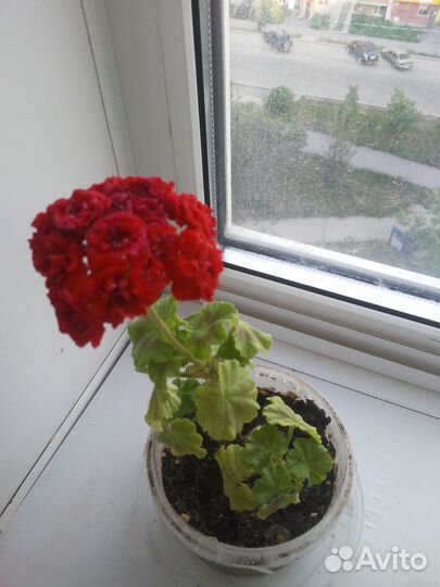 Пеларгония