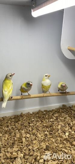 Амадина гульда самцы лето 2023