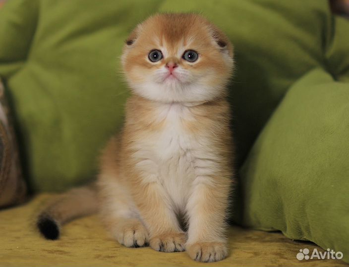 Шотландский мальчикфолдик