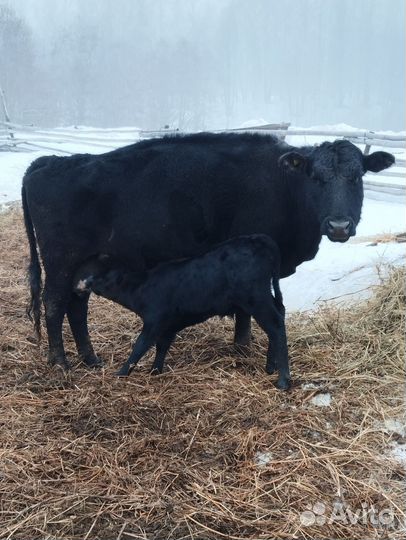 Коровы с телятами. Бык