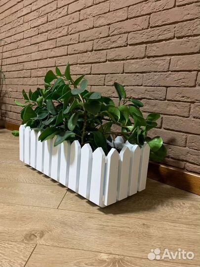 Комнатные цветы пеперомия