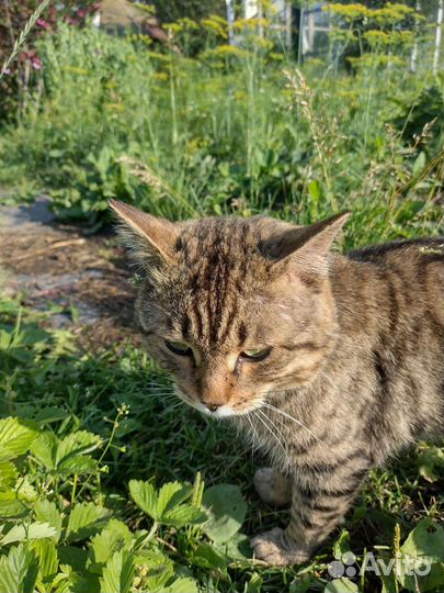 Кот-Гладиатор