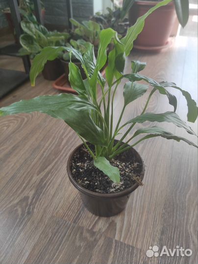 Продаю излишки комнатные цветы