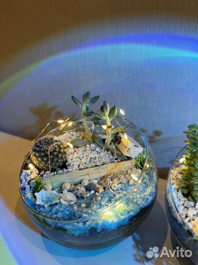 Флорариум суккуленты