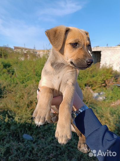 Маленькая собака Оливия в самые добрые руки