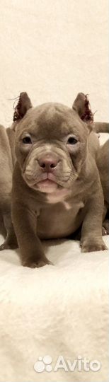 Щенки американского булли