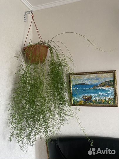 Аспарагус