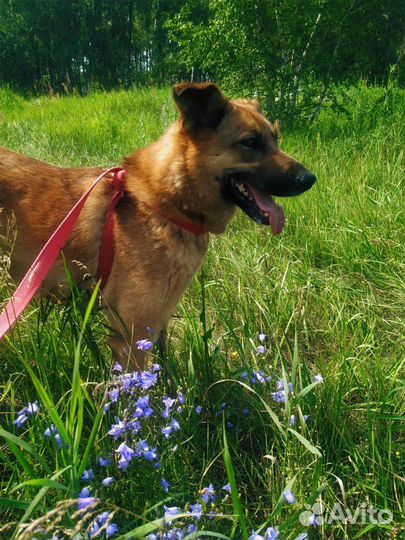 Собака из приюта ищет дом