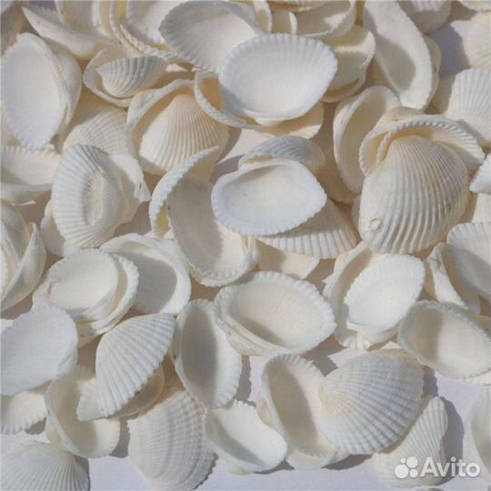 Морская Ракушка Кунарка