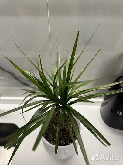 Пальма драцена