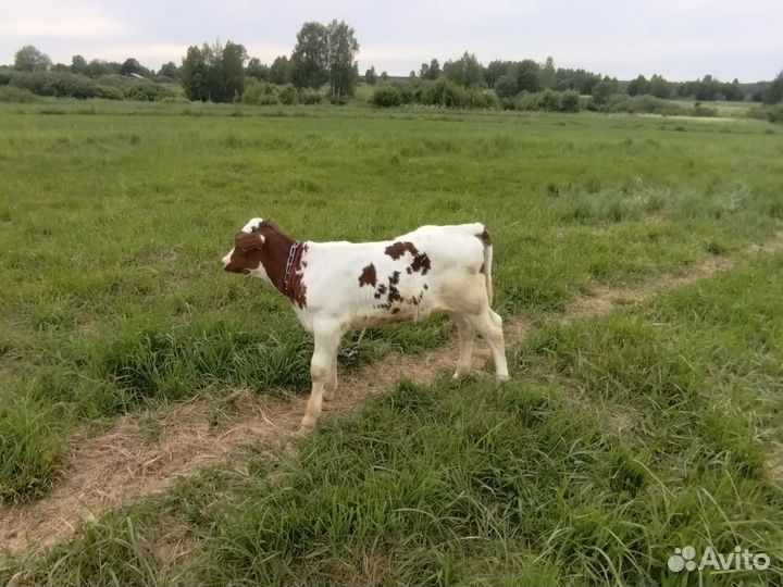Телочка айширская