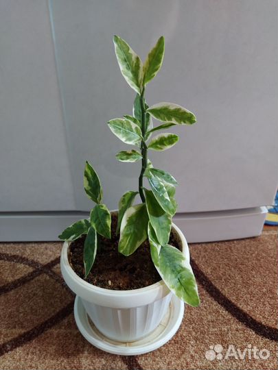 Педилантус