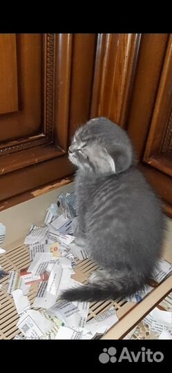 Шотландские вислоухие котята