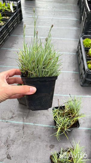 Гвоздика шабо