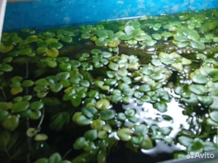 Аквариумные растения