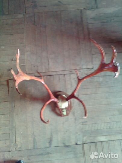 Рога оленя