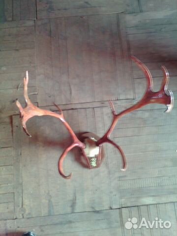 Рога оленя