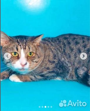 Котик Кузя в добрые руки