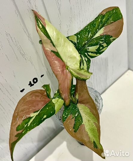 Сингониум ред спот триколор