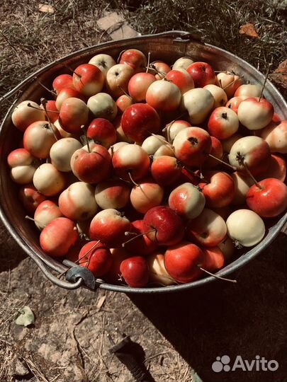 Ранетки. Ведро 10 л. 500