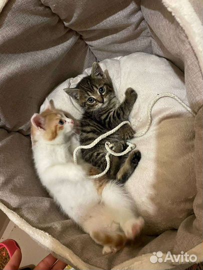 Пушистая малышня