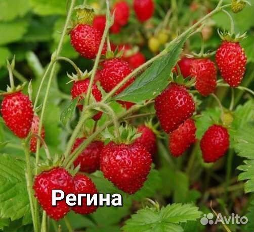 Земляника