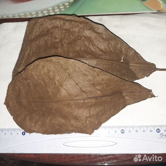 Сушеные листья миндаля