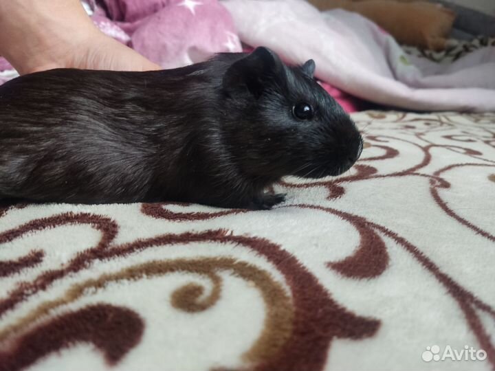 Морская свинка